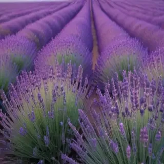 aesthetic lavender wallpaper