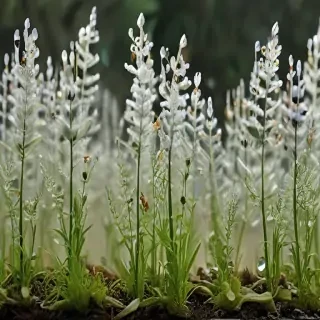 transparent plants