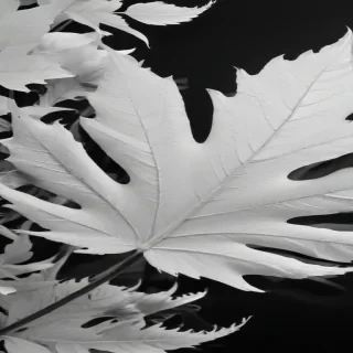 leaf white and black