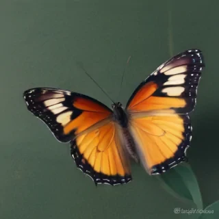 cute butterfly
