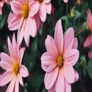 wallpaper iphone flower