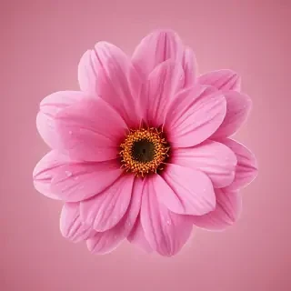 pink flower transparent background