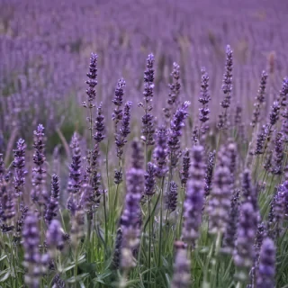 lavender background