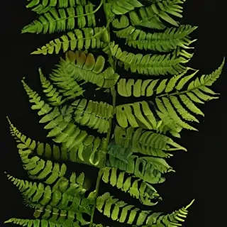transparent fern png