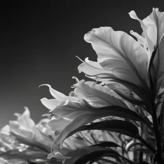 black and white wallpaper iphone