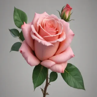 clipart rose png