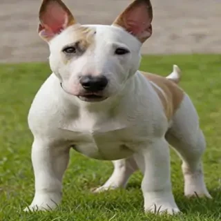 bull terrier dog breed