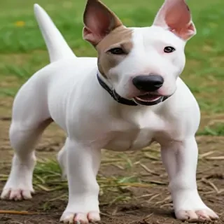 bull terrier dog breed