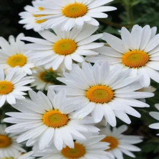 daisies png