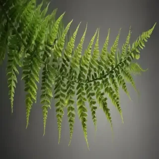 transparent fern png