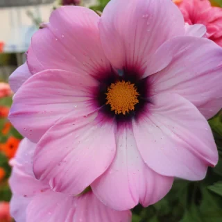 iphone wallpaper flowers
