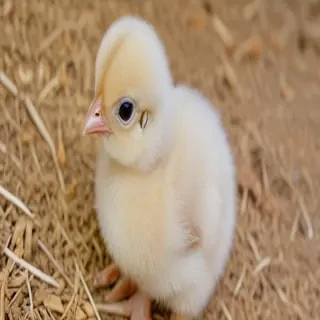 baby chicken