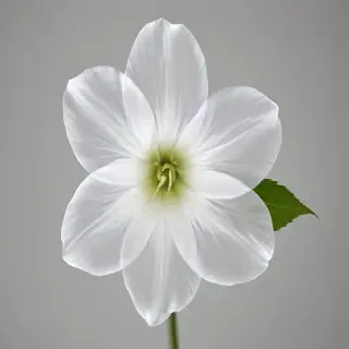 transparent white flower