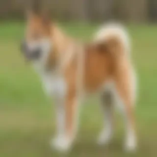 shikoku dog breed