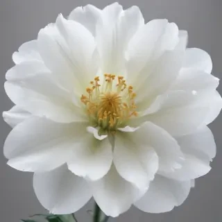 white flower transparent