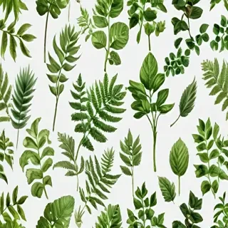 plants transparent background