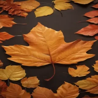 fall leaf png