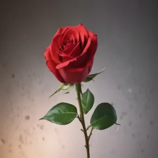 image of a red rose