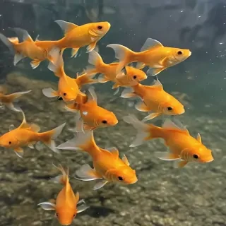 gold fish