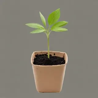 seedling png