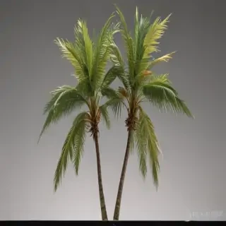 palm tree transparent