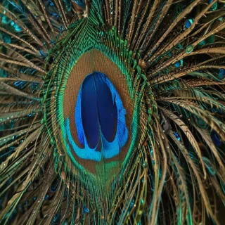 peacock feather images