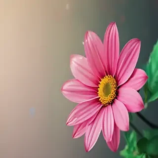wallpaper iphone flower