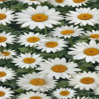 daisy flower wallpaper