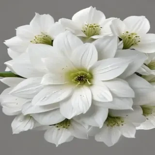 white flower transparent background