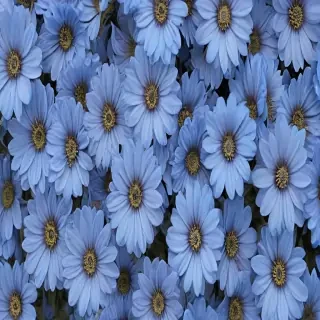 aesthetic blue flowers