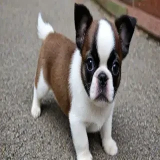 boston terrier pekingese mix