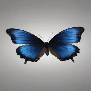 black butterfly png