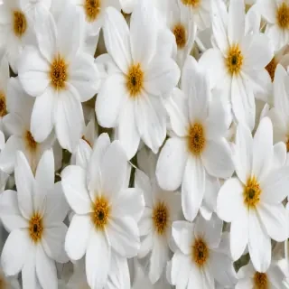 white flowers png transparent