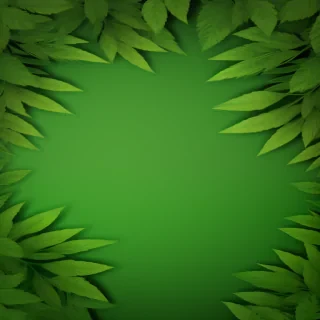 green leaves background