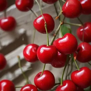 wallpaper cherry