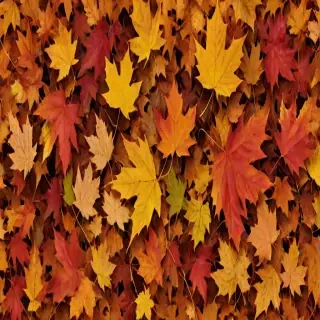 fall png