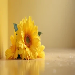 cute yellow background