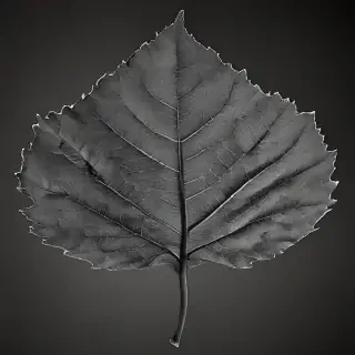 leaf images black and white