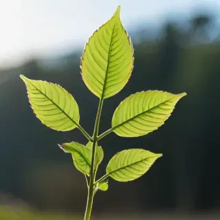 transparent plant