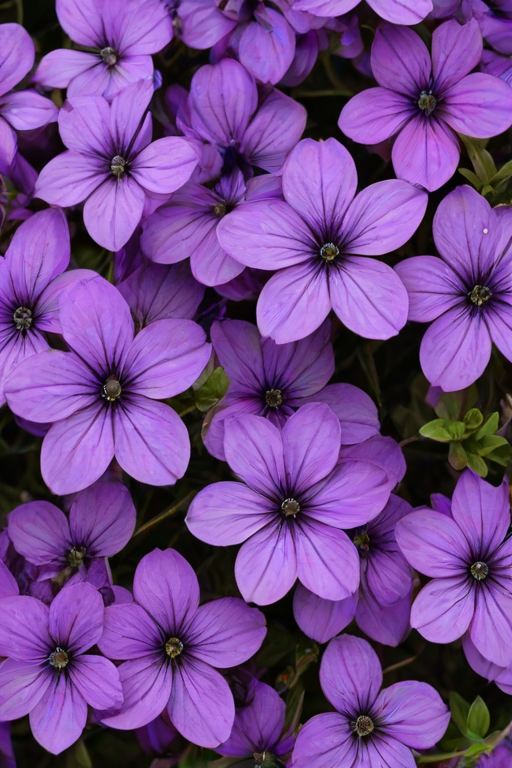 purple flowers background