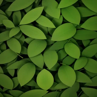 green leaves png