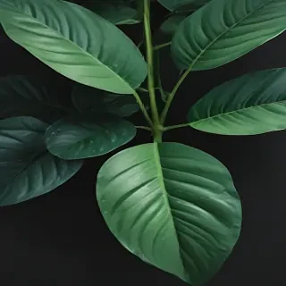 plant phone wallpaper