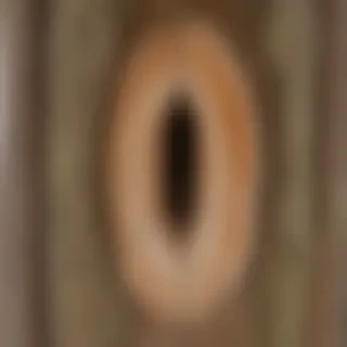 tree trunk tree