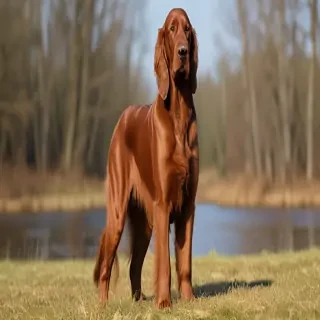 irish setter dog breed