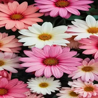wallpaper iphone flower