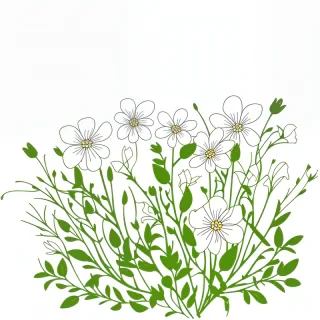 clipart transparent background flowers
