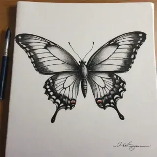 buterfly sketch
