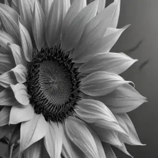 sunflower outline