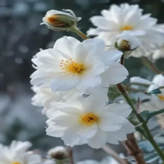winter flower wallpaper background