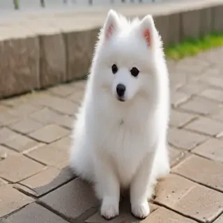 japanese spitz dog breed